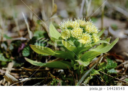 フキの薹　フキ　蕗 14428543