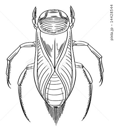 water boatman water boatman 14428544