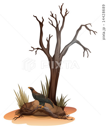 A dying tree with a wild bird 14428689