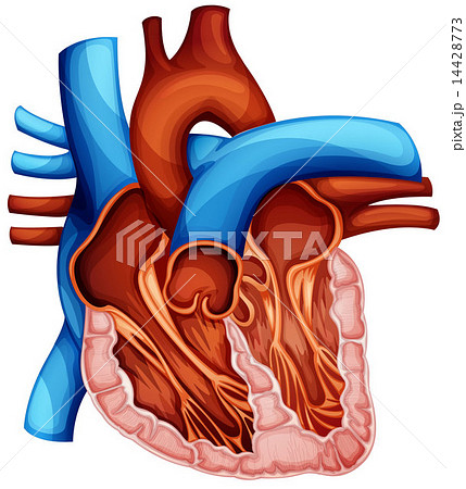 Human heart Human heart 14428773
