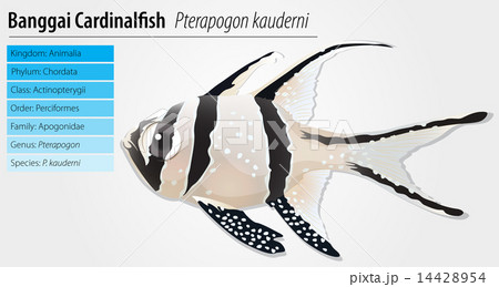 Banggai cardinalfish 14428954