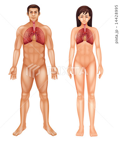 Human respiratory system 14428995