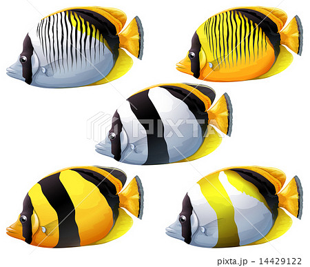 Five colourful fishes 14429122