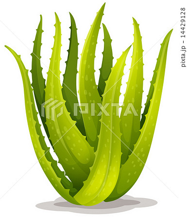 Aloe Blue Elf Aloe Blue Elf 14429128