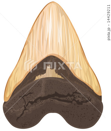 Megalodon tooth Megalodon tooth 14429211