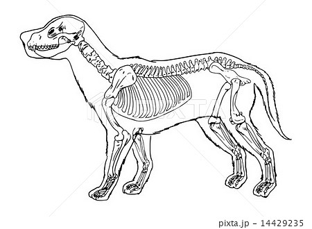 Dog Skeleton Outlineのイラスト素材