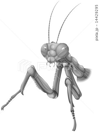 A grey praying mantis A grey praying mantis 14429295