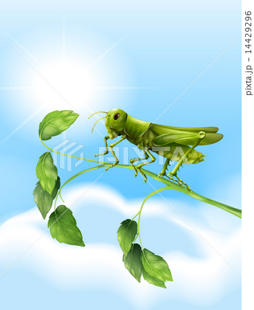 Grasshopper Grasshopper 14429296