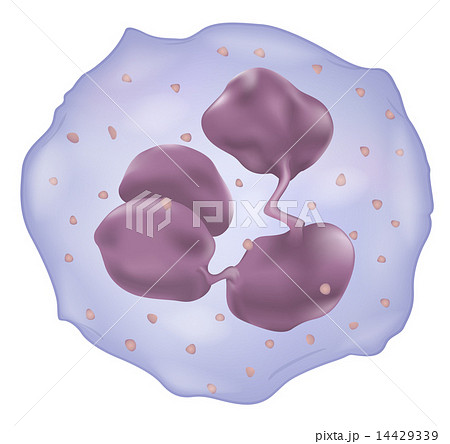 White Blood Cell 14429339