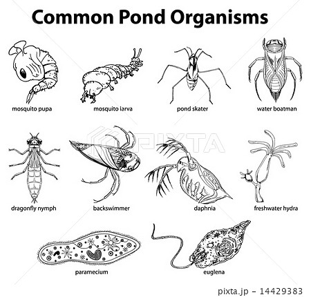 Common pond organisms Common pond organisms 14429383
