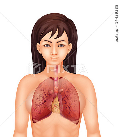 Human respiratory system 14429388