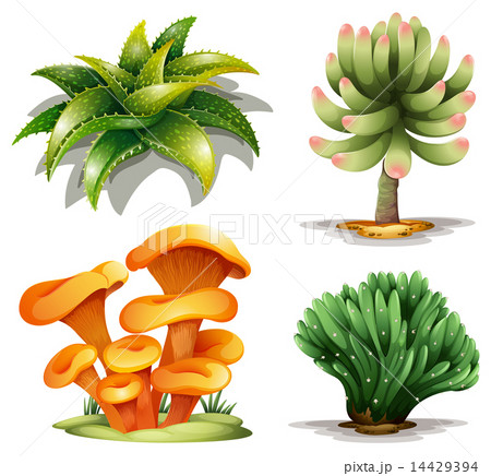 Different plants 14429394