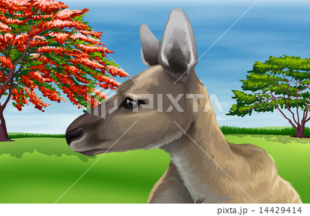 Kangaroo Kangaroo 14429414