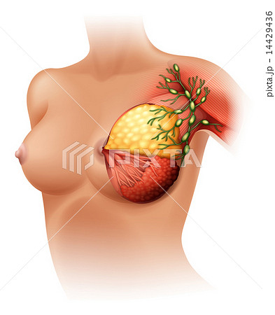 Breast Anatomy 14429436