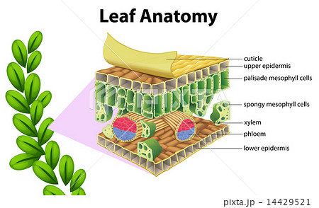 Leaf anatomy 14429521