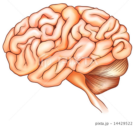 The human brain 14429522