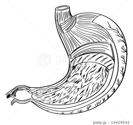 Internal Anatomy of the Stomach 14429542