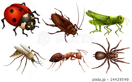 Different insects Different insects 14429549
