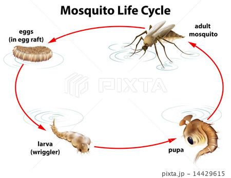 The life cycle of a mosquito 14429615