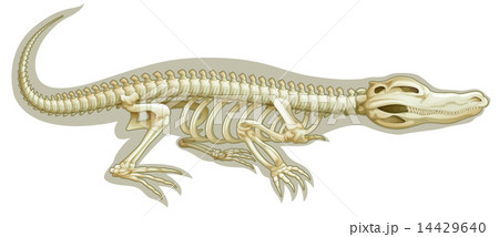 Crocodile skeletal systemのイラスト素材 [14429640] - PIXTA