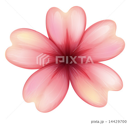 A blooming five-petal flower A blooming five-petal flower 14429700