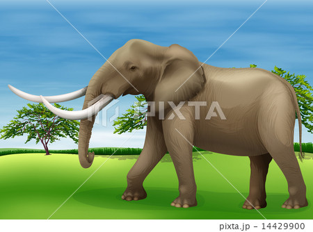 Elephant Elephant 14429900