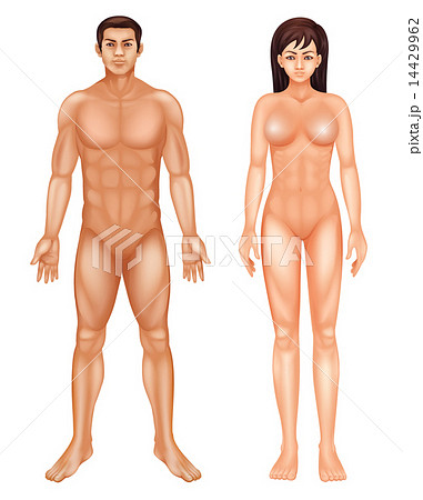 Human Body Human Body 14429962