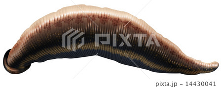Leech 14430041