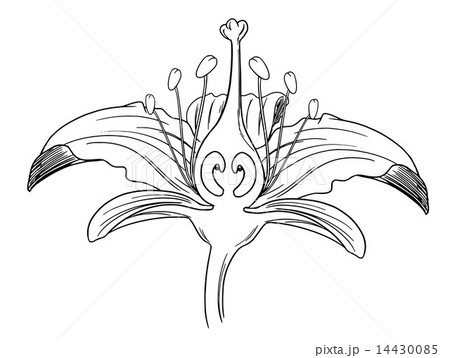 Tiger lily flower outline 14430085