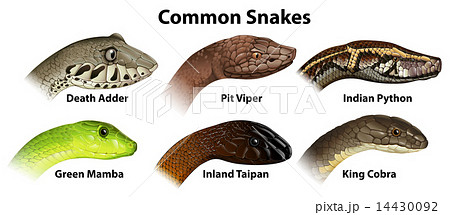 Common snakes 14430092