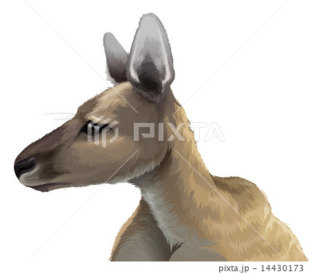 Eastern grey kangaroo - Macropus giganteus 14430173