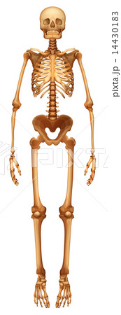 Human skeletal system Human skeletal system 14430183