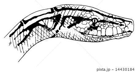 Indian python Indian python 14430184