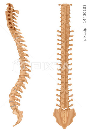 Spine Spine 14430185