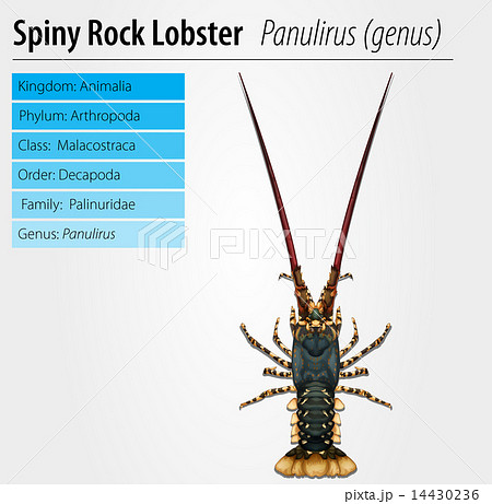 Spiny rock lobster - Panulirus 14430236