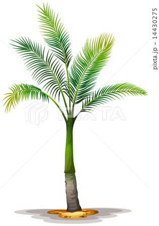 Archontophoenix alexandrae 14430275