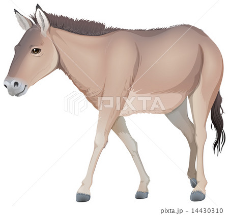 A donkey A donkey 14430310