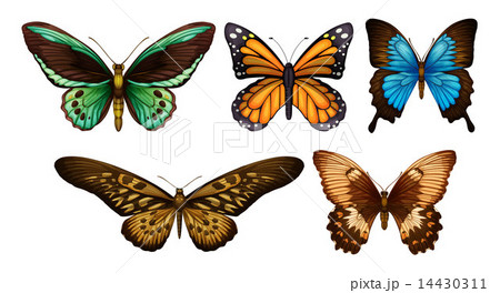 Mixed butterflies 14430311