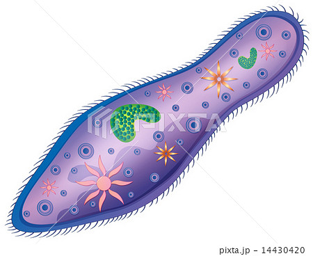 Paramecium Paramecium 14430420