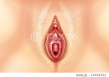 Human Vagina 14430432