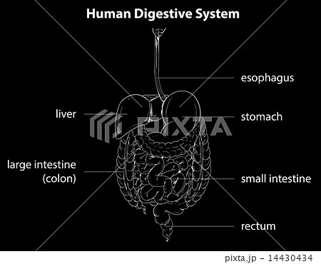 Human digestive system 14430434