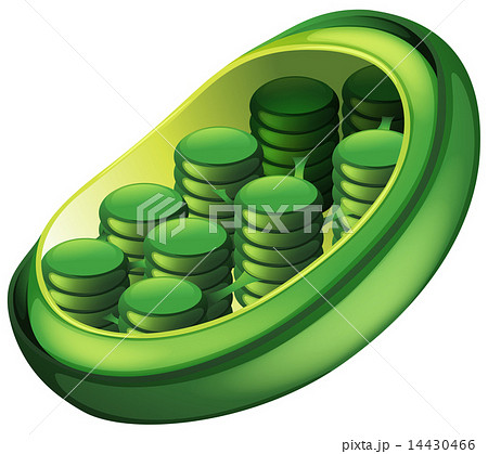 Chloroplast Chloroplast 14430466