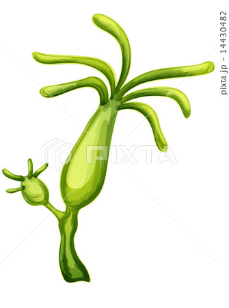 Hydra 14430482