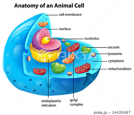 Anatomy of an animal cell - Stock Illustration [14430487] - PIXTA