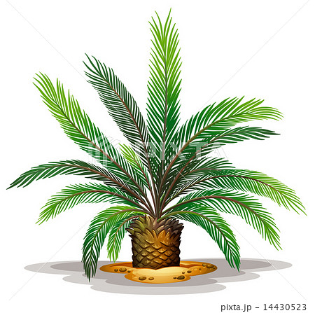Cycas revolute 14430523