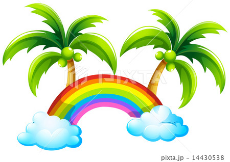 A rainbow and the coconut trees 14430538