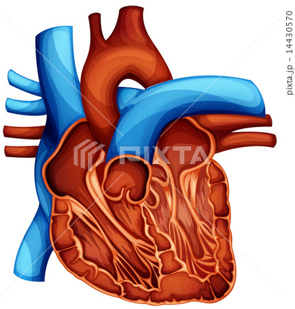 human heart 14430570