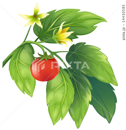 Tomato Tomato 14430585