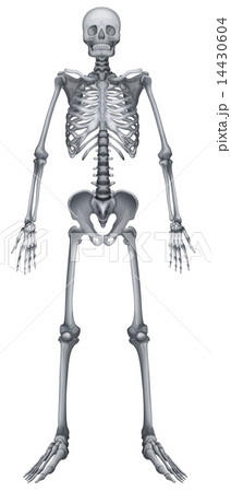 Human skeletal system 14430604