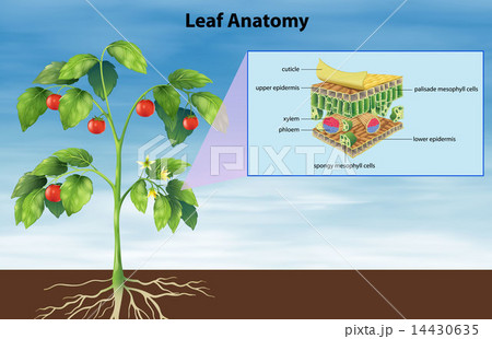 Structure of a leaf 14430635